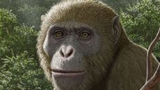 An illustration showing a large ape-like creature with brown fur sitting in front of a lush jungle