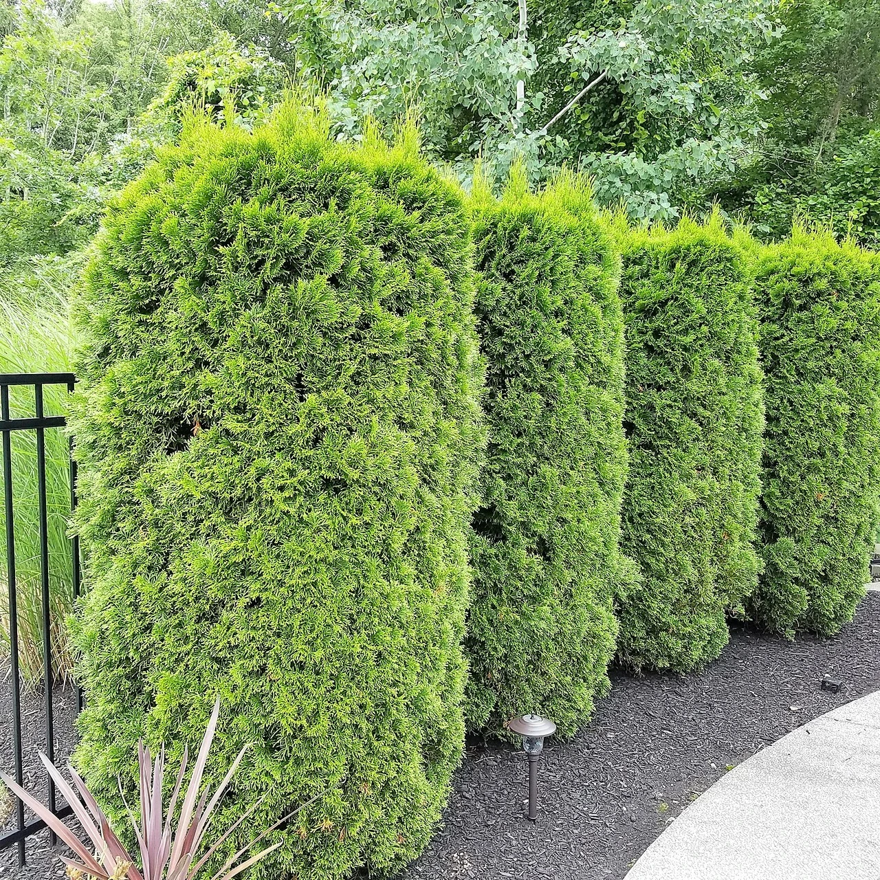 Emerald Green Arborvitae