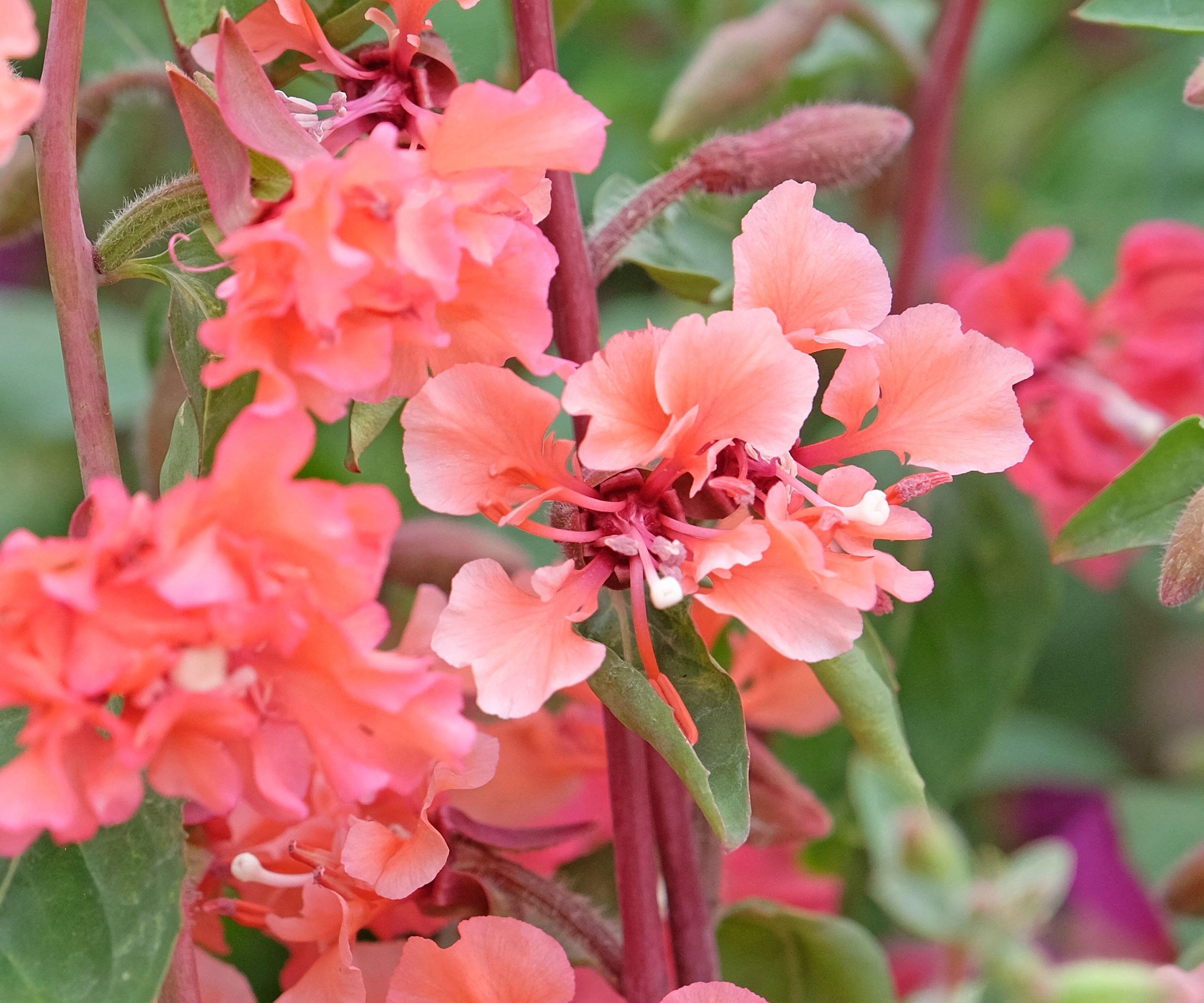 close up of salmon pink Clarkia unguiculata wildflower