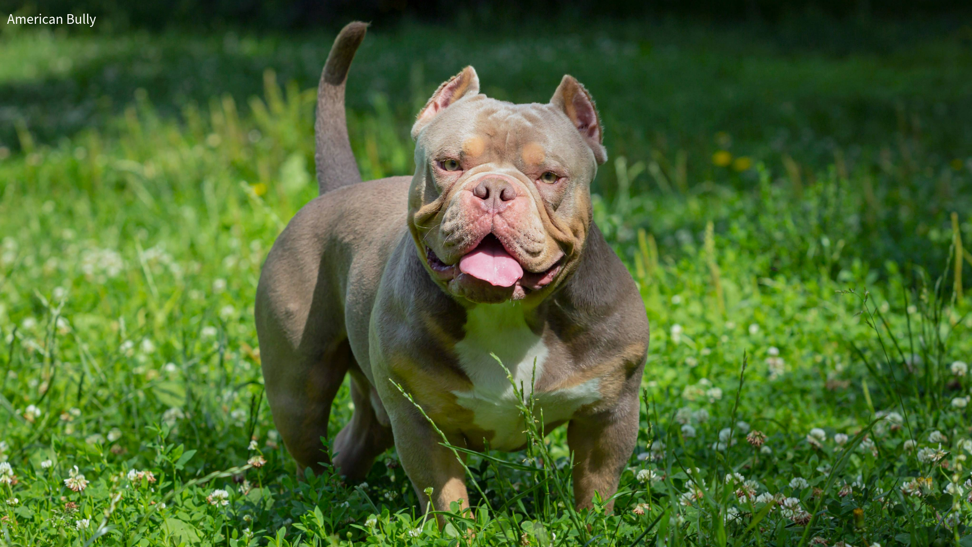 American Bully on grass
