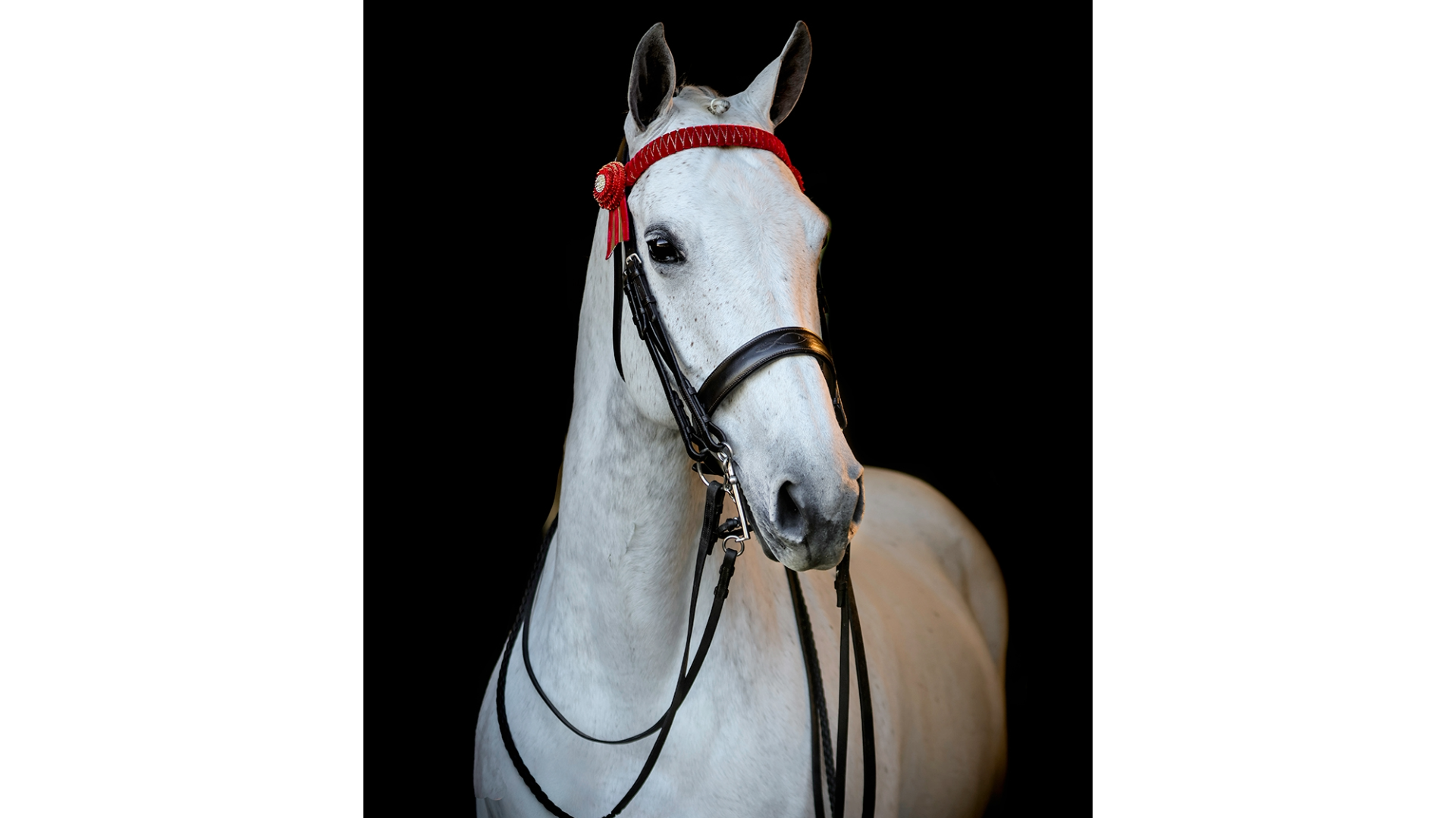 Vortex Danbury Double&amp;#8239;Bridle