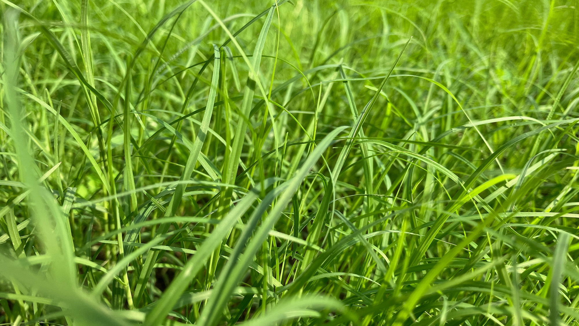 Bermuda grass