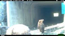 grizzly bear