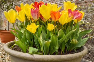 Yellow tulips in a large planter