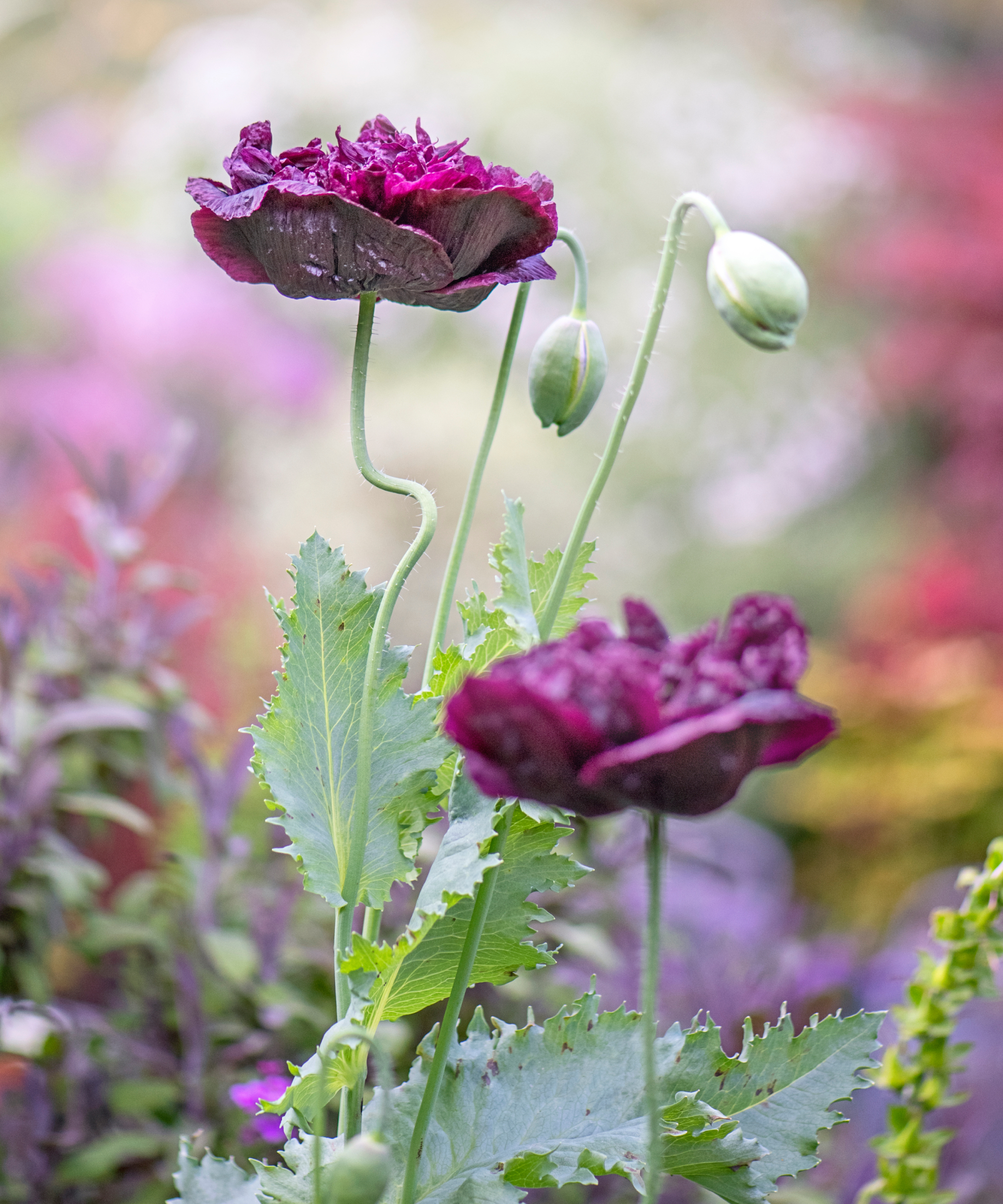 purple black beauty poppies growing in garden