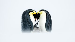 Two Emperor penguins nuzzle together, framed by a snowy background, with a fluffy chick nestled between them