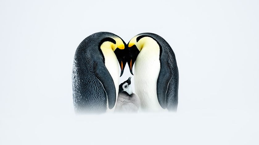 Two Emperor penguins nuzzle together, framed by a snowy background, with a fluffy chick nestled between them