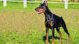 Doberman pinscher