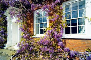 Traditional Georgian house front with wisteria