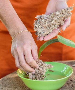 Soaking the organic material in water