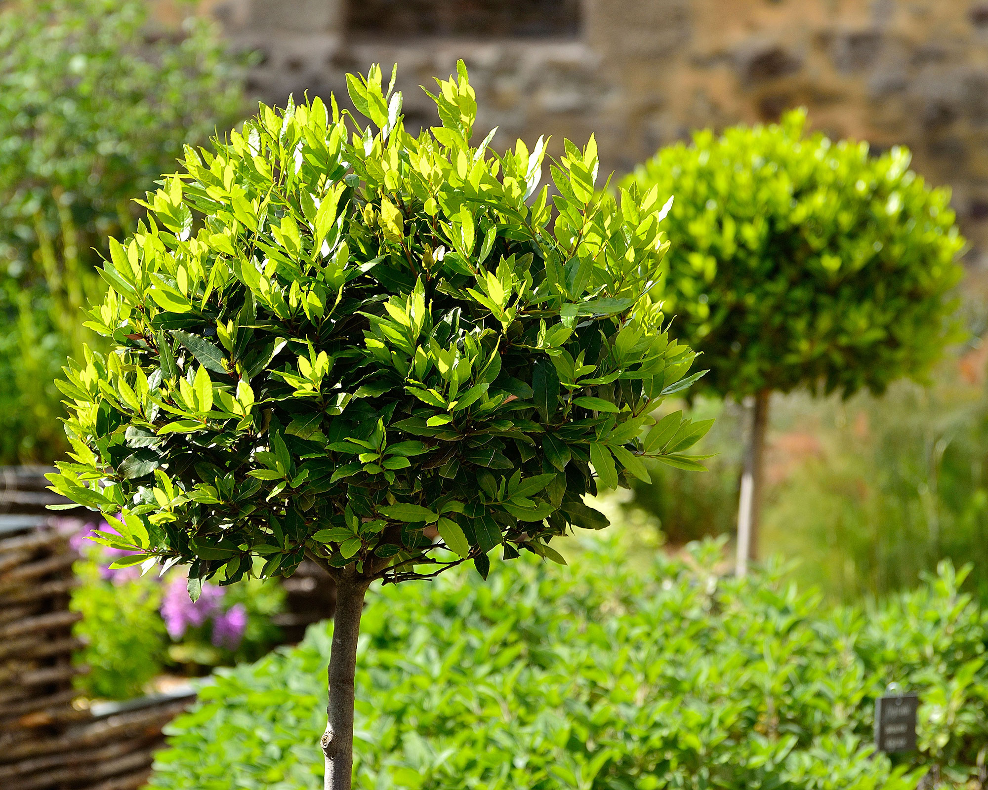 Pair of Bay trees (Laurus nobilis)