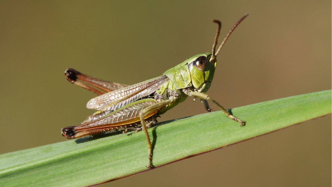 Grasshopper on a long green leaf