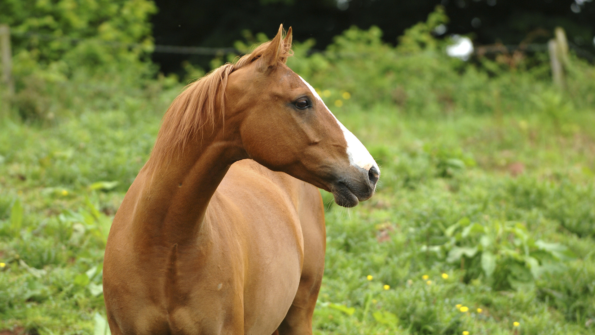 A photograph of an Arab horse in a grassy field