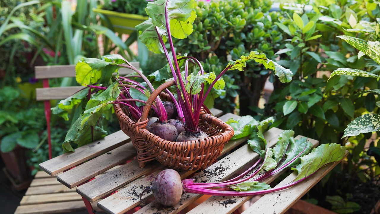 how to grow beetroot: beetroot harvest in trug