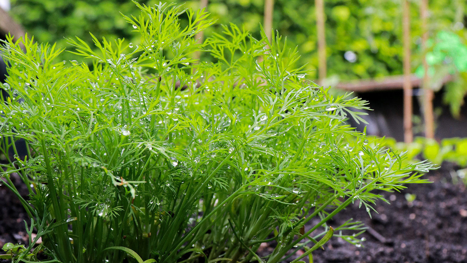 Dill in a vegetable patch
