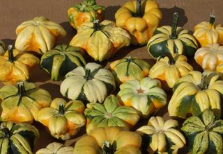 The yellow, green, orange and white star-shaped Daisy gourds have warts and a unique pattern resembling a flower at the end of the stem. Gourds are in the same family of fruit as the pumpkin.