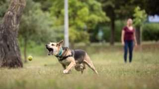 Dog chasing ball