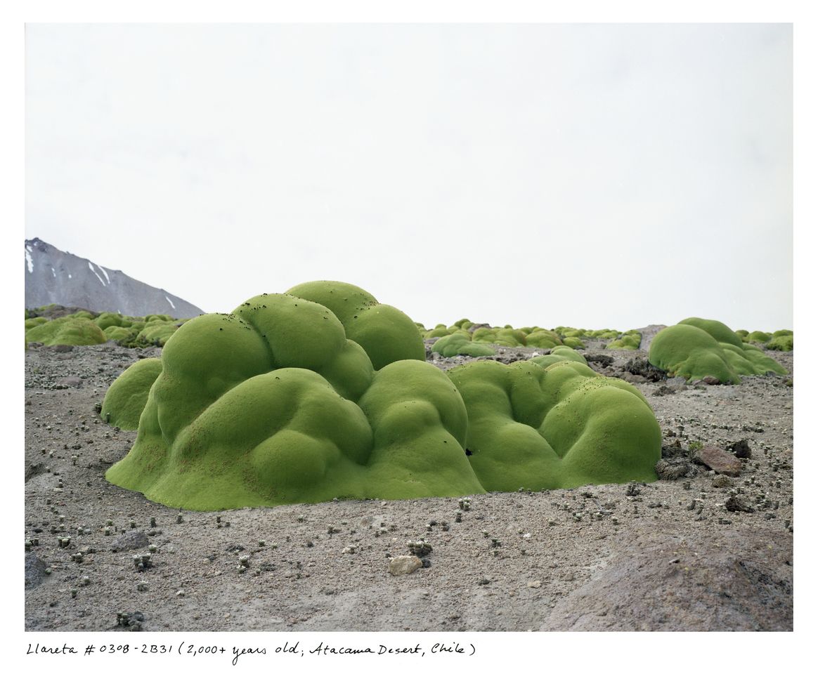 Earth's Oldest Living Things in Stunning Photos Live Science