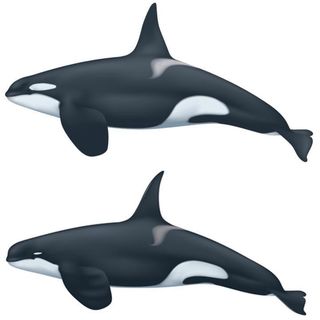 At top is a drawing of a typical adult male killer whale. Note the size of the white eye patch, less rounded head and dorsal fin shape. On the bottom is a drawing of an adult male Type D killer whale. Note the tiny eye patch, more rounded head and more narrow, pointed dorsal fin.