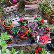 Gardening, different spring and summer flowers, gardening tools on garden table - stock photo