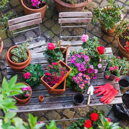Gardening, different spring and summer flowers, gardening tools on garden table - stock photo