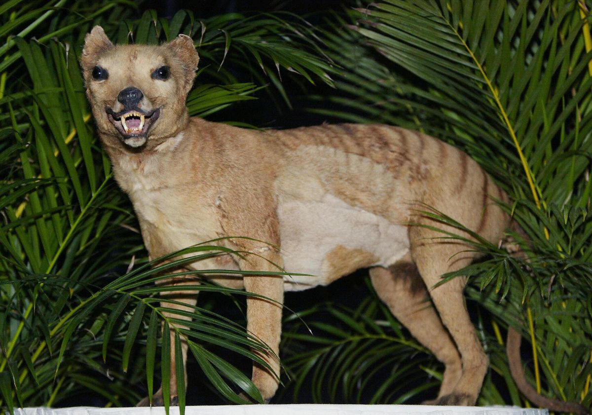 The Tasmanian Tiger May Have a Small Chance of Survival