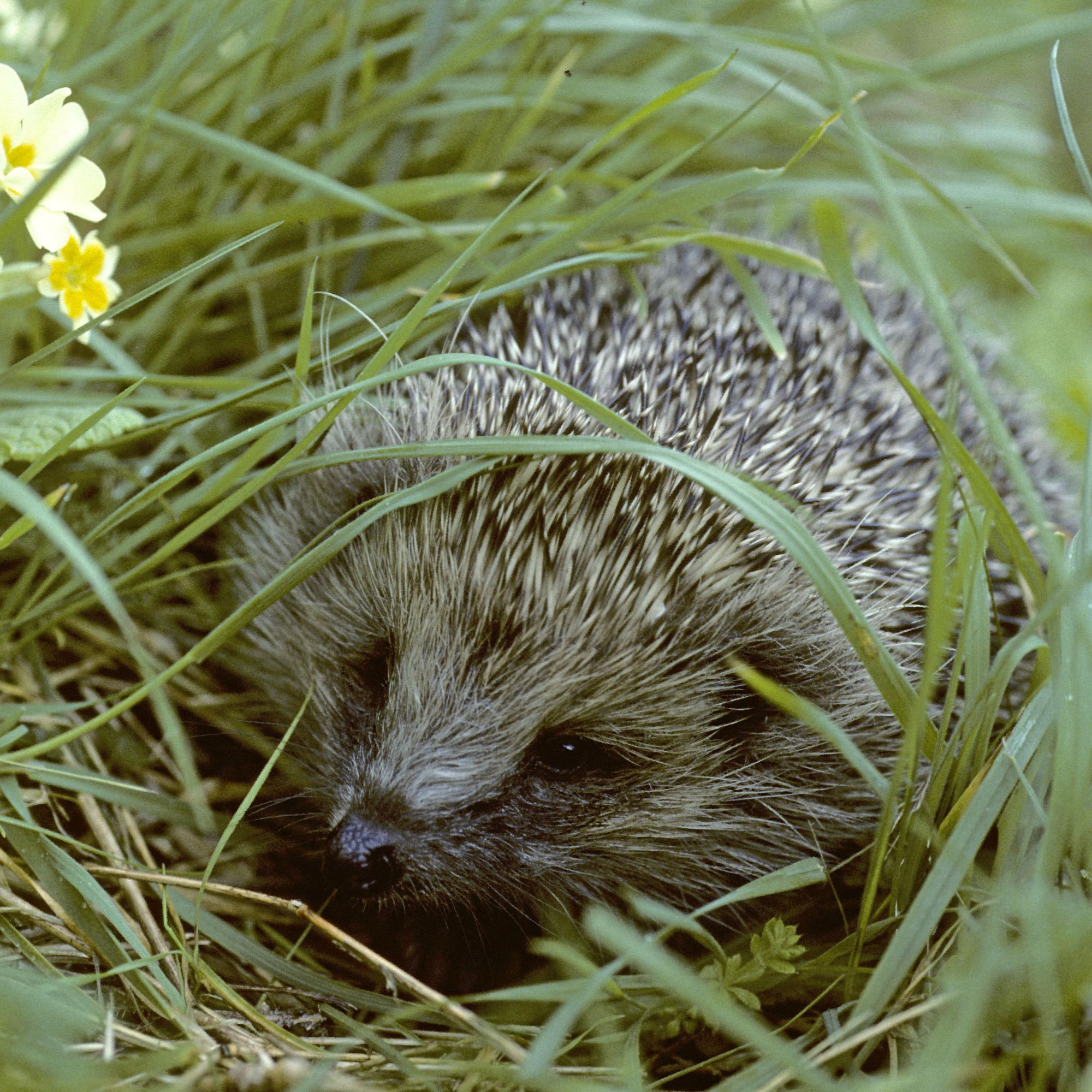 hedgehog in garden grass