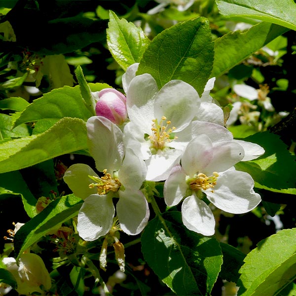 Garden Delicious Dwarf Apple Tree - Paper Pot 3-4 Feet Semi Dwarf Height
