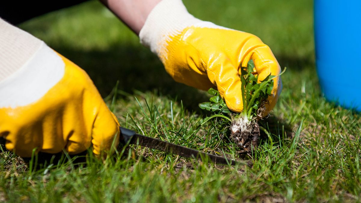 How to make grass greener in 8 easy steps | Tom's Guide