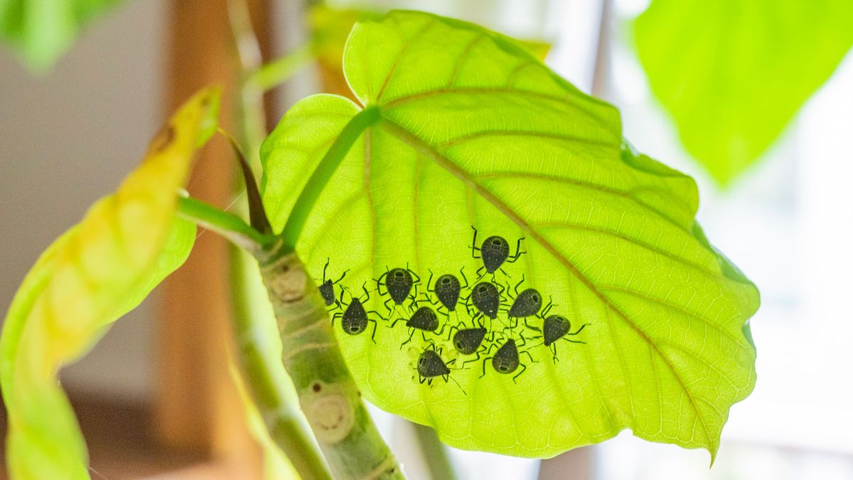 Houseplant Pest Identification: What's Plaguing Your Plants? | Gardening  Know How