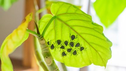 stink bug larvae on houseplant leaf