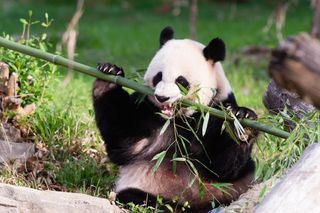 Mei Xiang panda