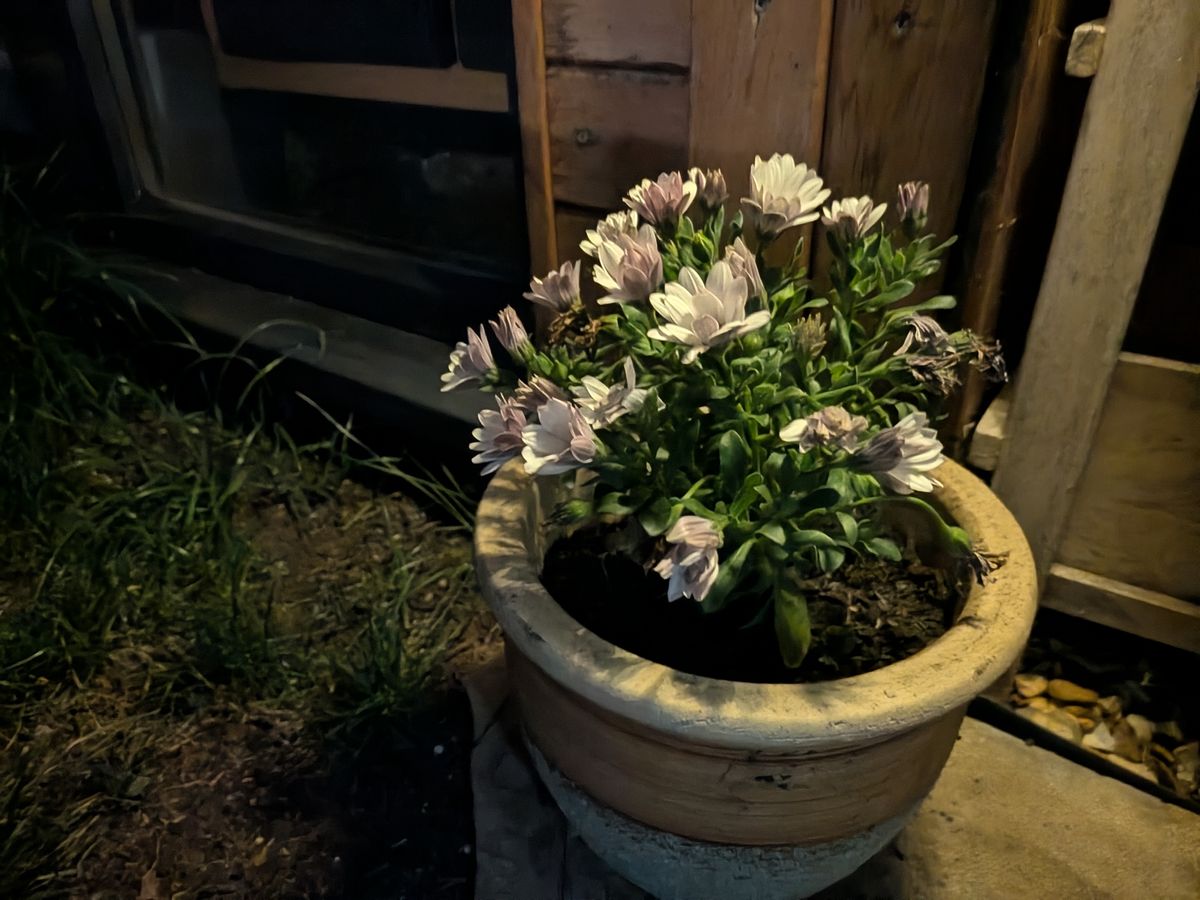pixel 10 vs nothing phone 4a pro low light shoot out