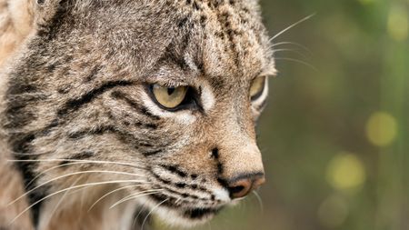 Iberian Lynx