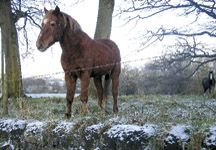 Ponies-HR2.jpg