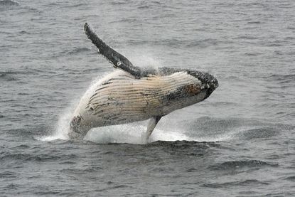 A Navy sonar broke whale protection laws. 