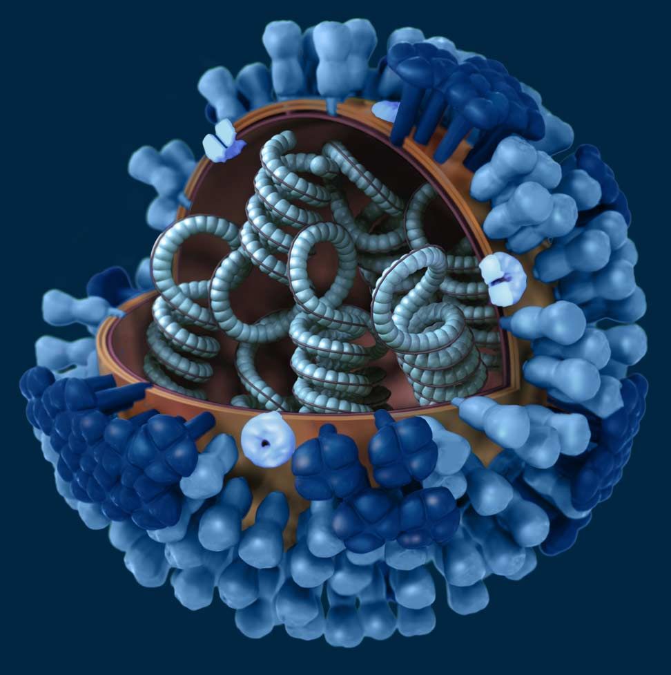 flu virus