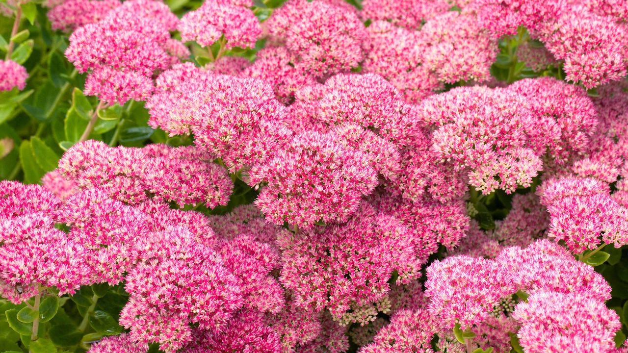 sedum flowering Sedum Hylotelephium Herbstfreude