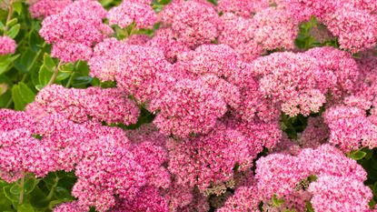 sedum flowering Sedum Hylotelephium Herbstfreude