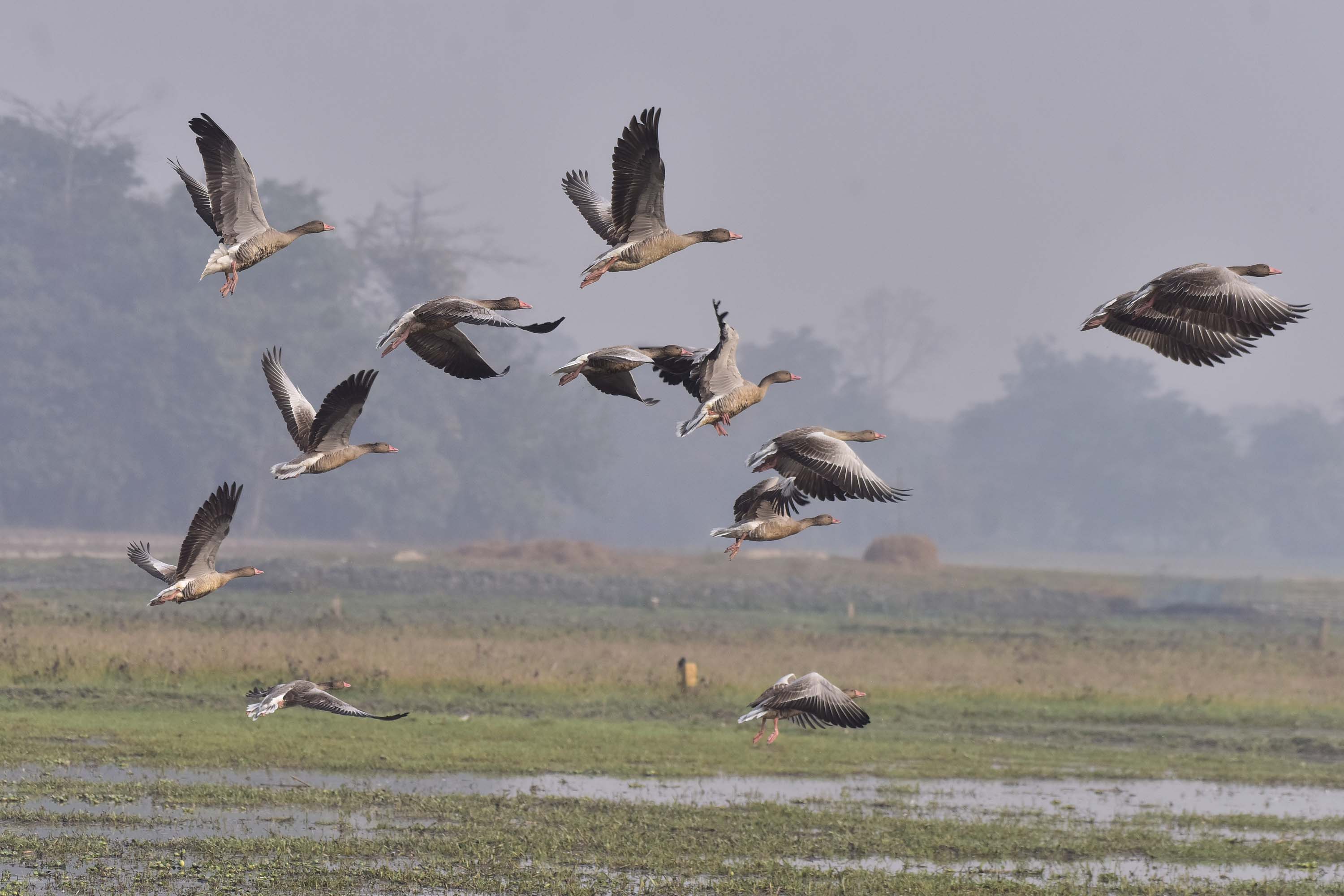 Greylag goose