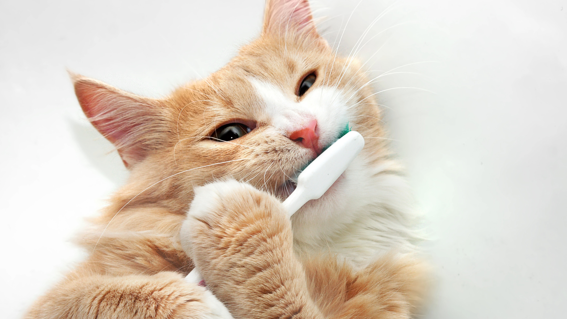 A cat trying to brush it's own teeth