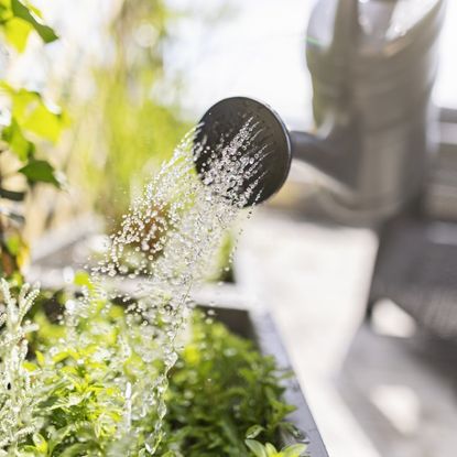 A watering can waters plants