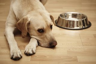 A sad dog next to an empty food bowl.