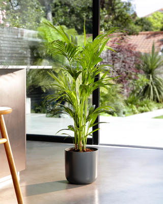 A leafy Kentia palm in a pot on the floor of a dining room