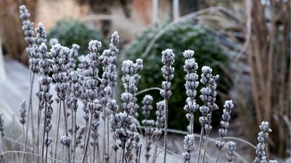 Winter garden trends