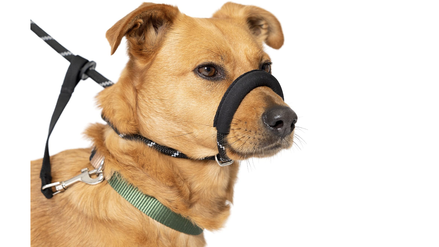 Total Pet figure of eight dog training lead