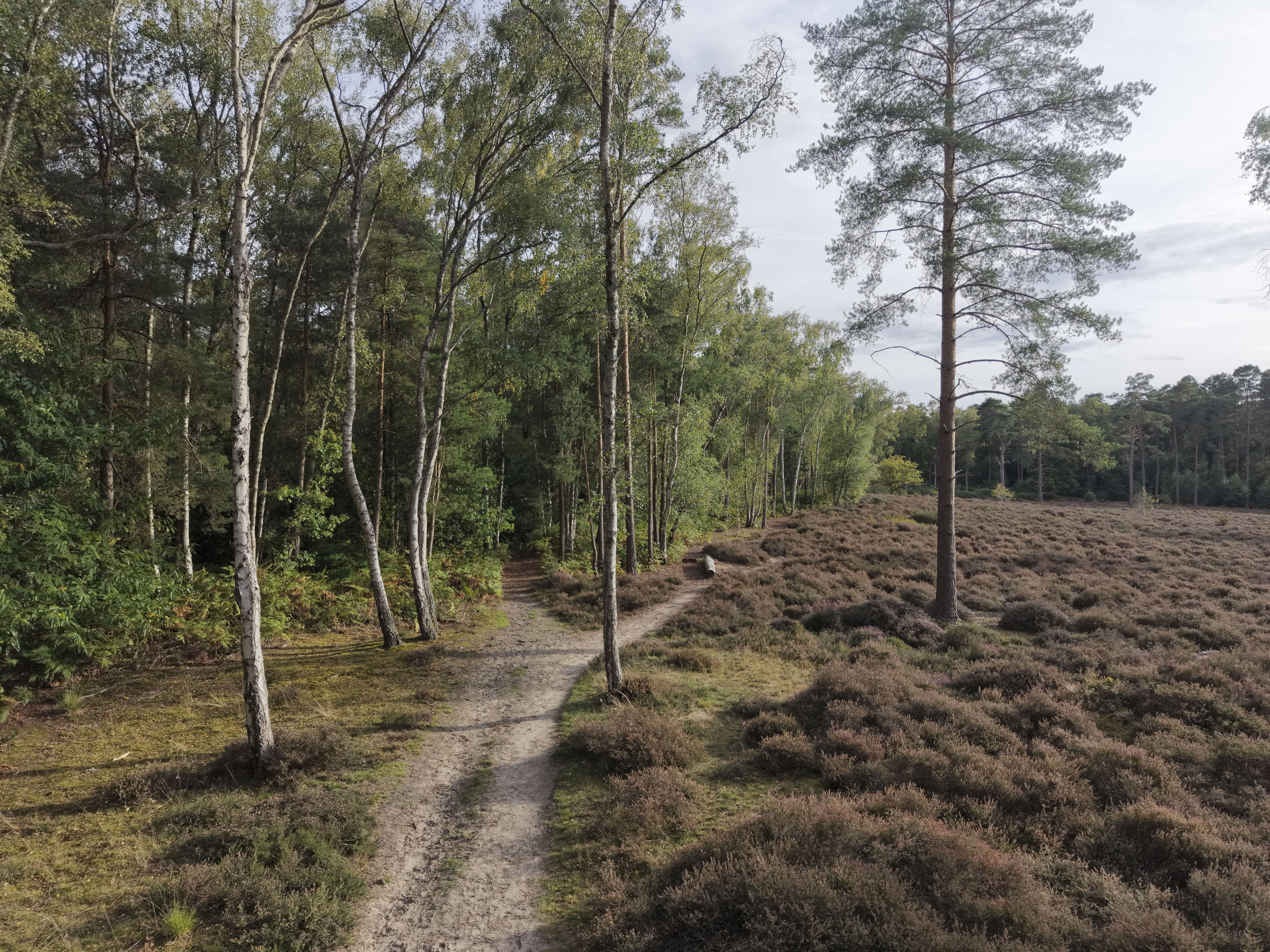 DJI Mini 5 Pro sample photos: a woodland scene