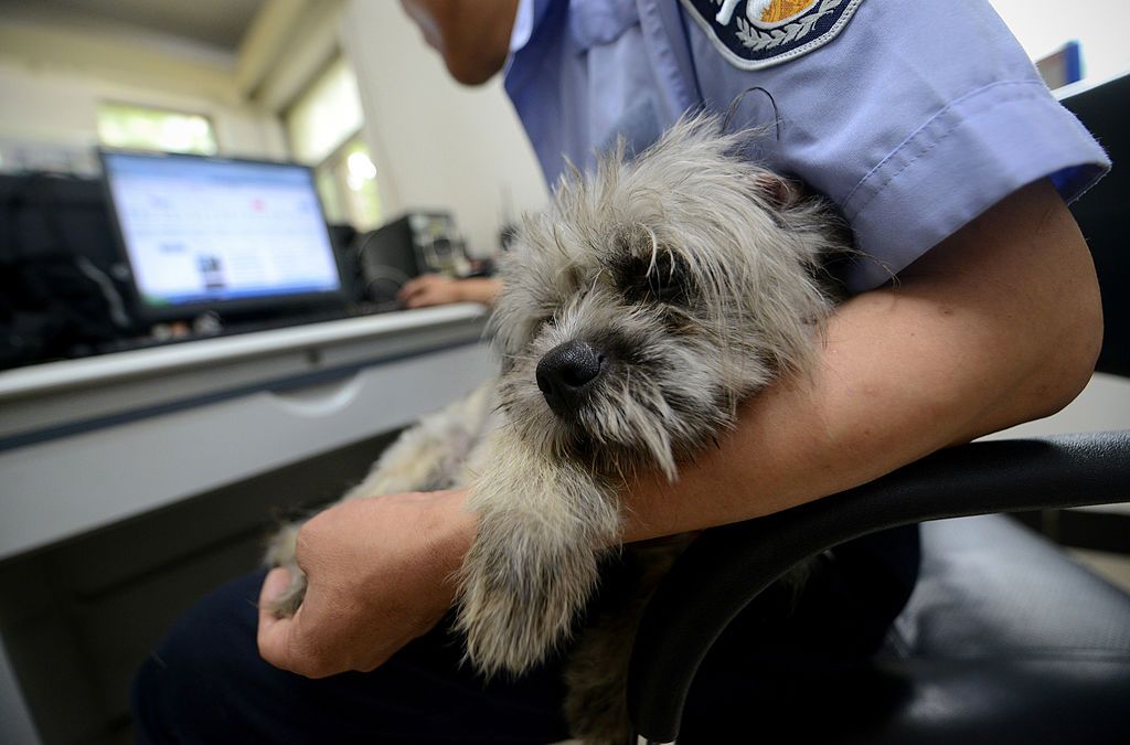 Dogs are important at the workplace too.