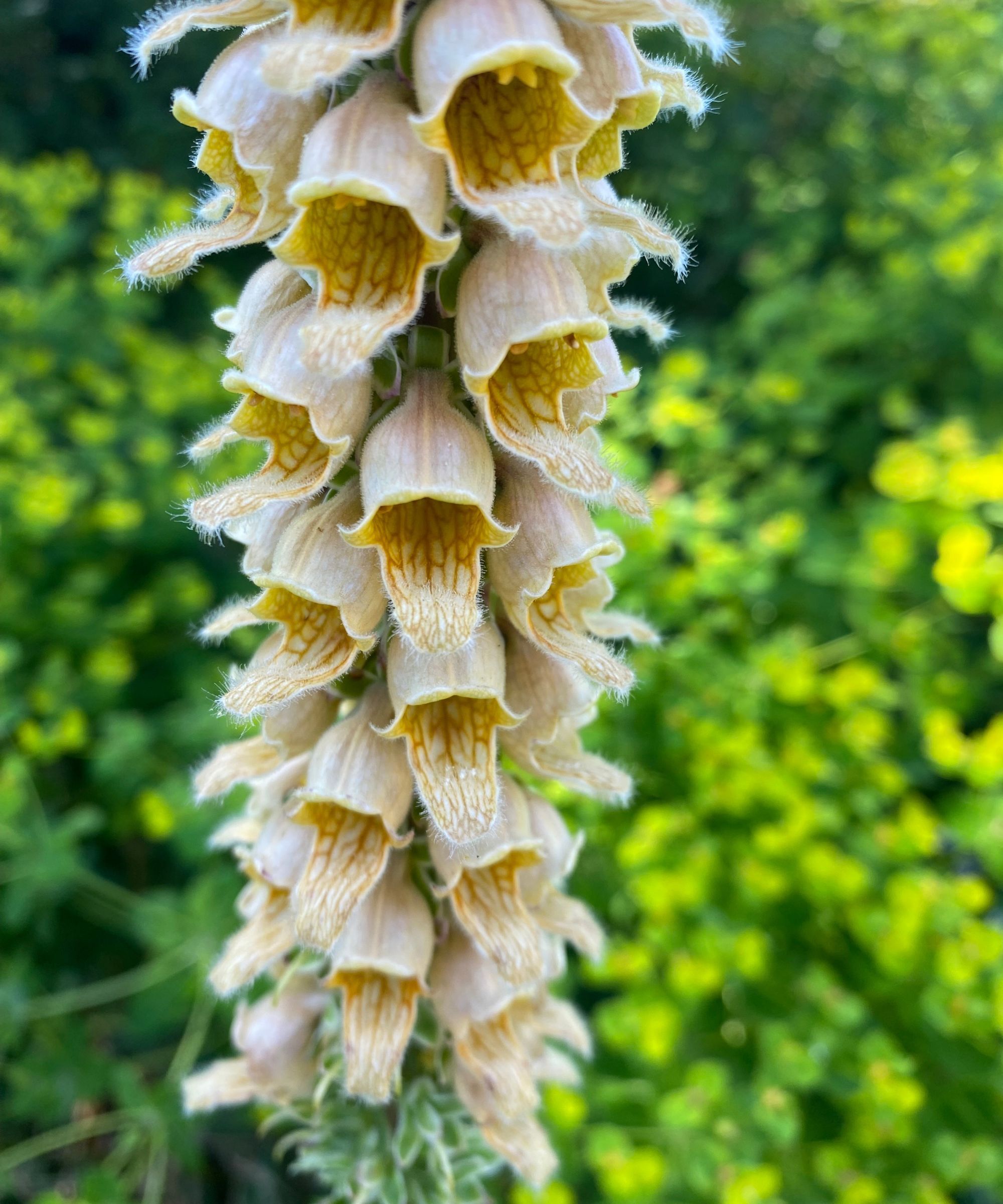 Yellow Foxglove