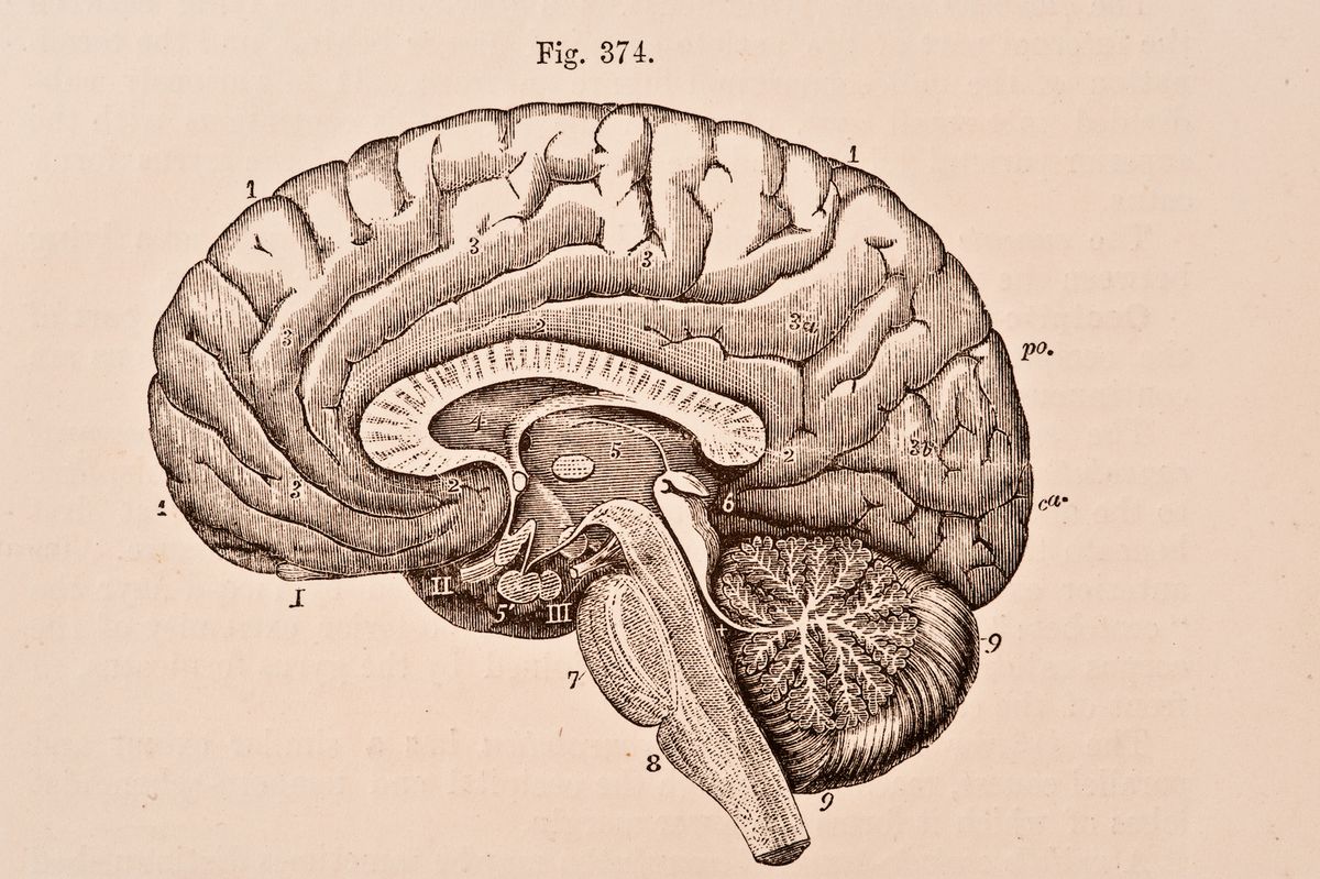 The Thalamus - Draw it to Know it - Neuroanatomy Tutorial 